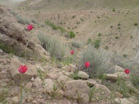 papaver-rhoeas